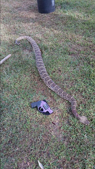 Illustration for article titled The Biggest Rattlesnake You'll Ever See?